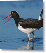 American Oystercatcher Wading North Metal Print