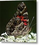 American Painted Lady Butterfly Metal Print