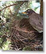 American Robin Metal Print