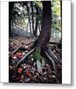 Ancient Roots Metal Print