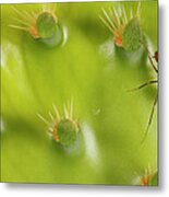 Ant Formicidae On Engelmann Prickly Metal Print