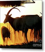 Antelope At Sunset Metal Print