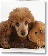 Apricot Miniature Poodle Pup With Red Metal Print