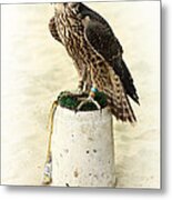 Arabian Hunting Falcon Metal Print