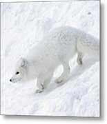 Arctic Fox Alopex Lagopus On Snow Drift Metal Print