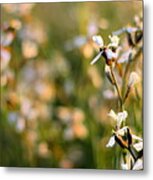 Arugula Flowers Metal Print