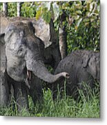 Asian Elephant Elephas Maximus Mother Metal Print