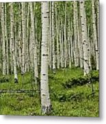 Aspen Forest Metal Print