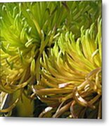 Autumn Chrysanthemum Metal Print