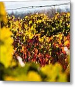 Autumn Colored Vineyard Metal Print