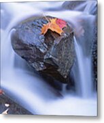 Autumn Leaf On Boulder, Little River Metal Print