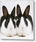 Baby Black-and-white Dutch Rabbits Metal Print