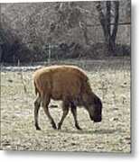 Baby Buffalo Metal Print