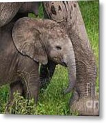 Baby Elephant Well Protected Metal Print
