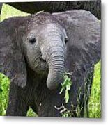 Baby Elephant With A Twig Metal Print
