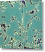 Bacillus Anthracis Metal Print