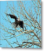 Bald Eagle Dropping Down Metal Print