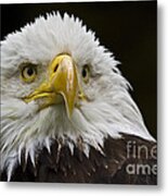 Bald Eagle The American Icon - 2 Metal Print