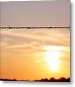 Barbed Metal Print