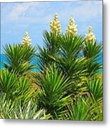 Beach Yucca In Blossom Metal Print