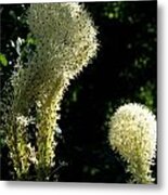 Bear-grass I Metal Print