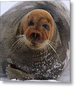 Bearded Seal Erignathus Barbatus Adult Metal Print