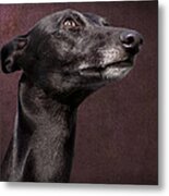 Beautiful Whippet Dog Metal Print