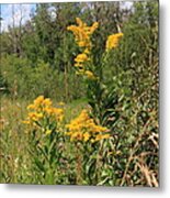 Beautiful Yellow Wildflowers Metal Print