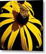 Beauty On A Flower Flower With A Beauty Metal Print