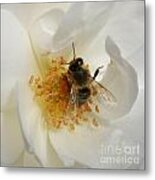 Bee In A White Rose Metal Print