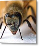 Bee In Macro 4 Metal Print