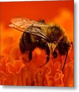 Bee On Orange Flower Metal Print