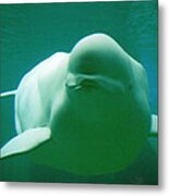 Beluga Whale Metal Print