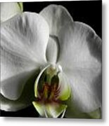 Bianco Orchid Metal Print