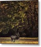 Big Bull Elk At Sunrise Metal Print