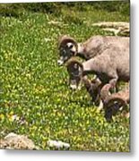 Big Horn Sheep Feeding Metal Print