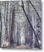 Big Sur State Park Metal Print