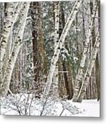 Birches Metal Print