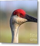 Bird At Viera Metal Print