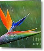 Bird-of-paradise In Rain Metal Print