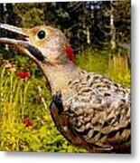 Birds Young Flicker Metal Print