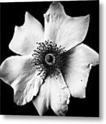 Black And White Flower Metal Print