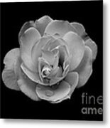 Black And White Rose Metal Print