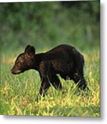 Black Bear Cub Metal Print