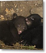 Black Bear Cubs Playing In Den Metal Print