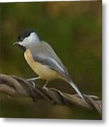 Black-capped Chickadee Metal Print