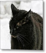 Black Cat White Snow Metal Print