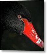 Black Swan Closeup Metal Print