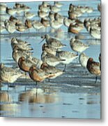 Black-tailed Godwit Limosa Limosa Flock Metal Print