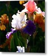 Blooming Irises Metal Print